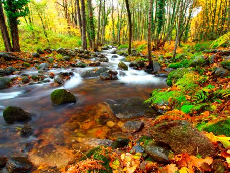 Imagen Otoño Mágico 